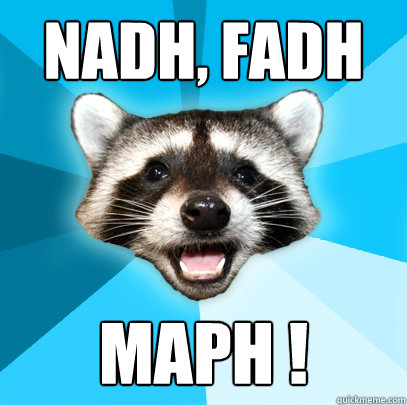 NADH, FADH MAPH !  Lame Pun Coon