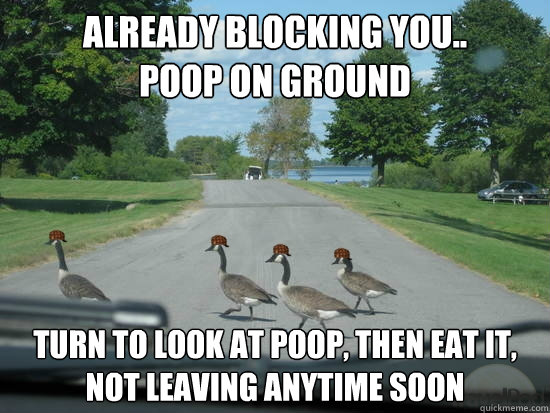 Already blocking you..
Poop on ground turn to look at poop, then eat it,
not leaving anytime soon  Scumbag Geese