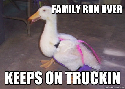 Family run over keeps on truckin  Disco Duck