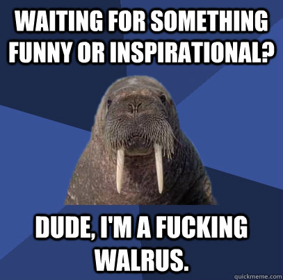 waiting for something funny or inspirational? dude, i'm a fucking walrus. - waiting for something funny or inspirational? dude, i'm a fucking walrus.  Web Developer Walrus