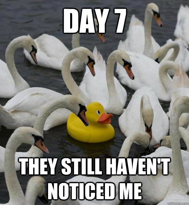 day 7 they still haven't noticed me  Day 7