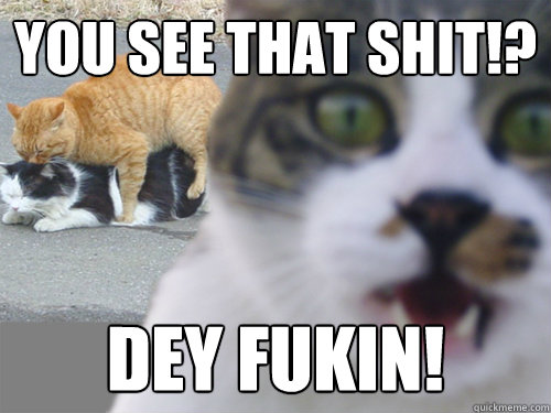 You see that shit!? Dey Fukin!  Ghetto Cat