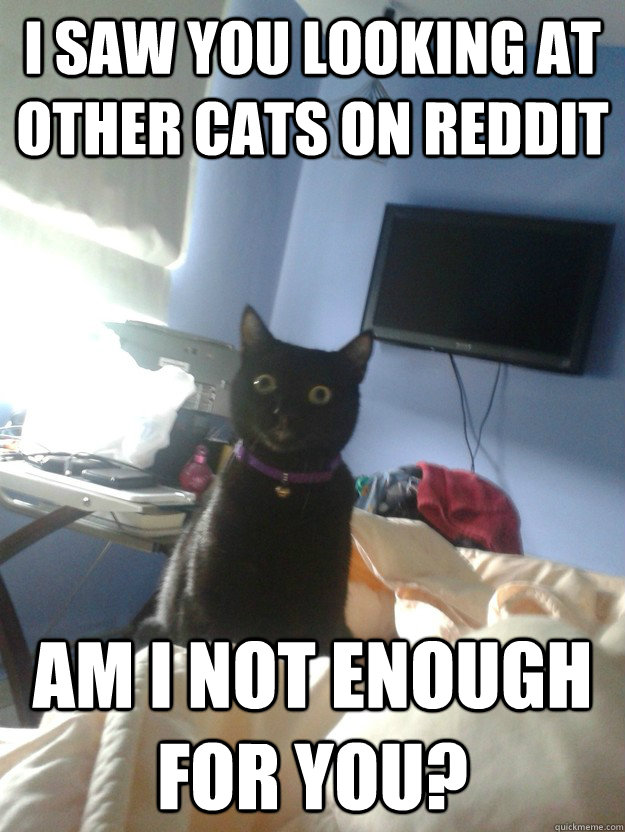 I SAW YOU LOOKING AT OTHER CATS ON REDDIT AM I NOT ENOUGH FOR YOU?  overly attached cat