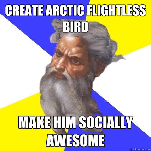 Create arctic flightless bird make him socially awesome  Advice God