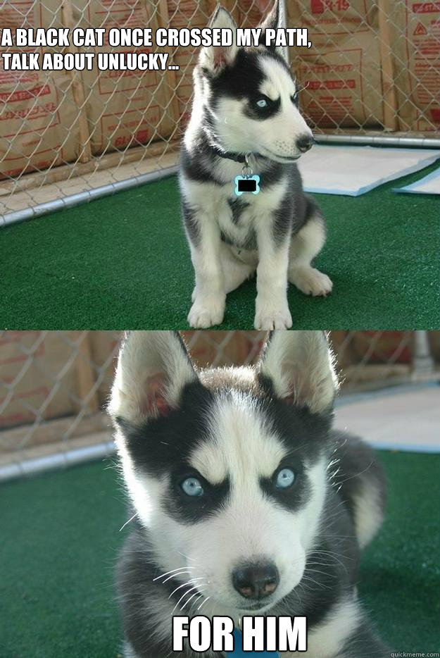 A black cat once crossed my path,



 
talk about unlucky... FOR HIM  Insanity puppy