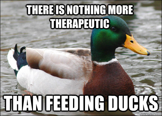 THERE IS NOTHING MORE THERAPEUTIC THAN FEEDING DUCKS  Actual Advice Mallard