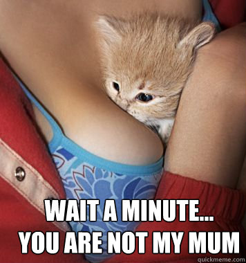 Wait a minute... 
you are not my mum  boob cat