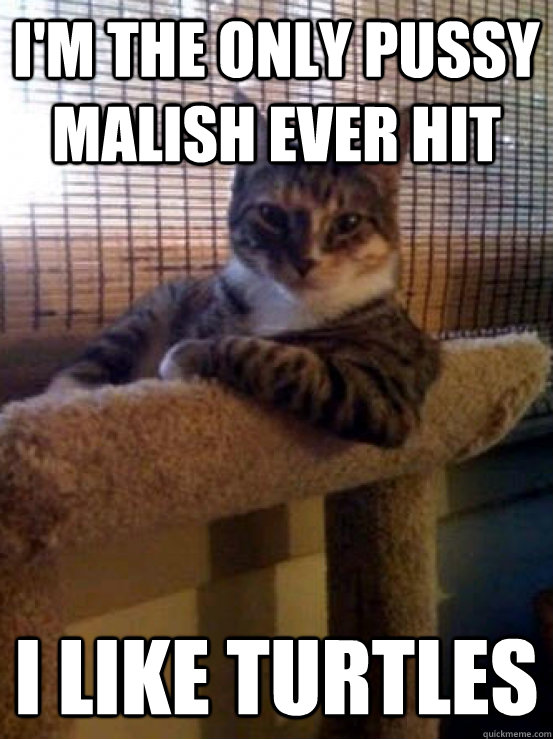 I'm the only pussy malish ever hit I like turtles  The Most Interesting Cat in the World
