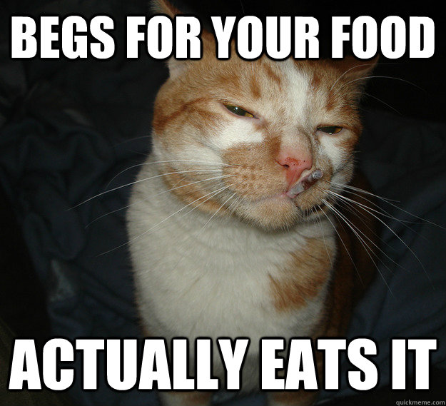 Begs for your food Actually eats it  Cool Cat Craig