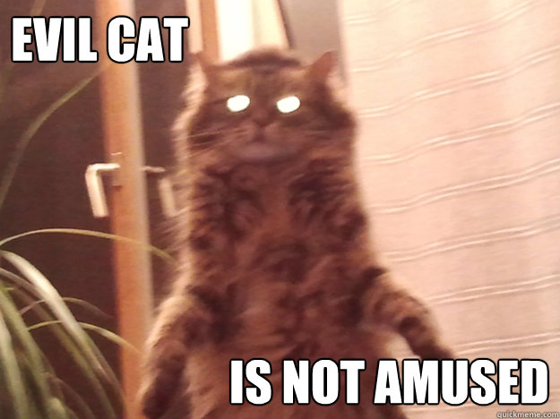 Evil Cat is not amused - Evil Cat is not amused  Misc