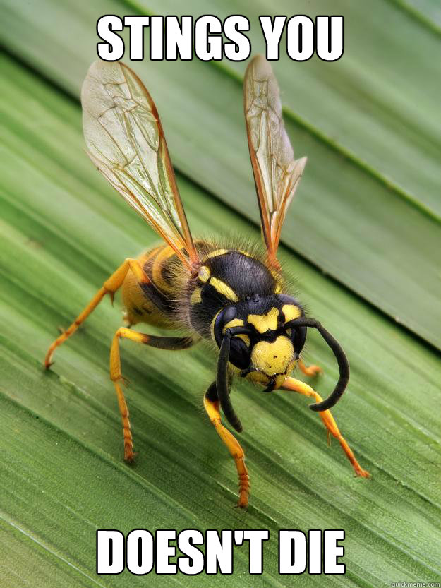 Stings You Doesn't Die  Scumbag Wasp