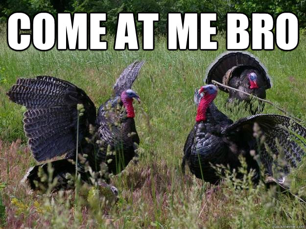 Come at me bro   Intimidating Turkey