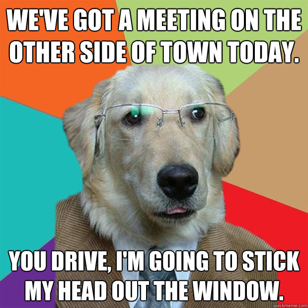 We've got a meeting on the other side of town today. you drive, i'm going to stick my head out the window.  Business Dog