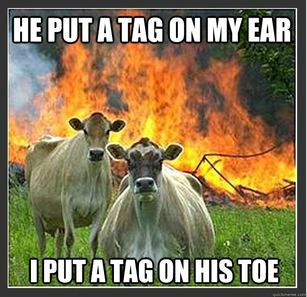 He put a tag on my ear I put a tag on his toe  Evil cows