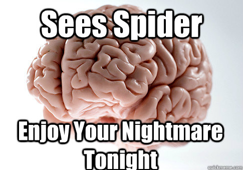 Sees Spider Enjoy Your Nightmare Tonight  Scumbag Brain