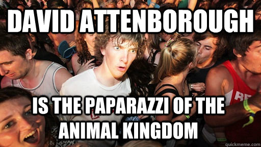 david attenborough is the paparazzi of the animal kingdom  Sudden Clarity Clarence