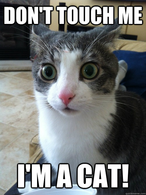 Don't touch me I'm a cat!  - Don't touch me I'm a cat!   Sudden Clarity Cat