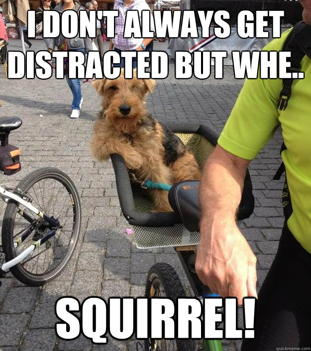 i don't always get distracted but whe.. Squirrel! - i don't always get distracted but whe.. Squirrel!  Misc