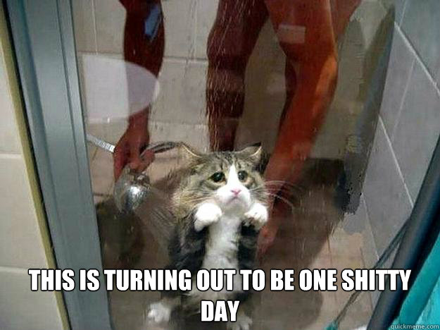  This is turning out to be one shitty day  Shower kitty
