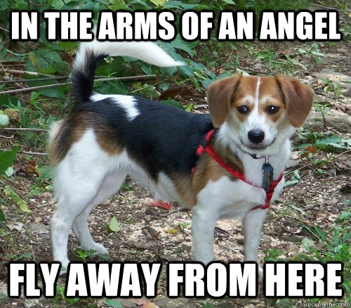 in the arms of an angel fly away from here - in the arms of an angel fly away from here  LostBeagleSassafras