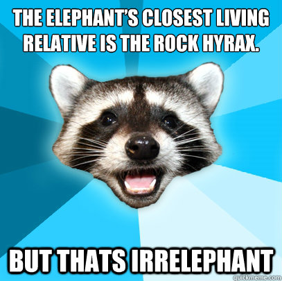 The elephant’s closest living relative is the rock hyrax. But thats irrelephant  Lame Pun Coon