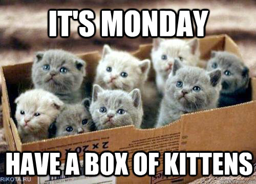 It's Monday Have a box of kittens - It's Monday Have a box of kittens  Box of Kittens