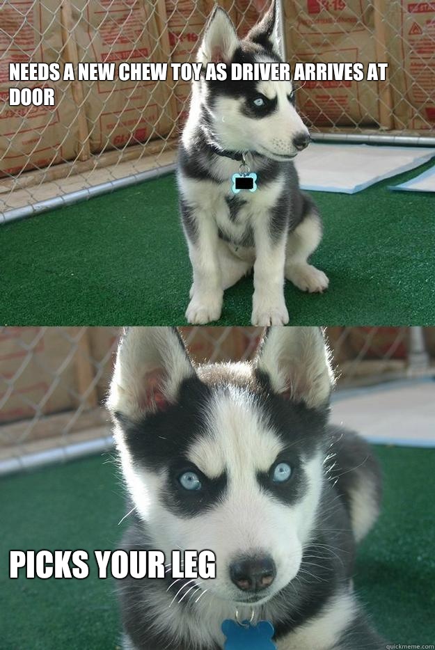 Needs a new chew toy as driver arrives at door Picks your leg  Insanity puppy