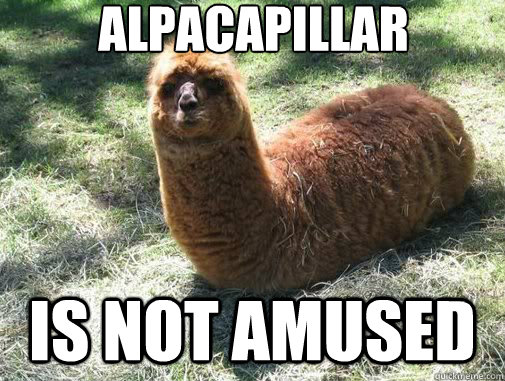 alpacapillar Is not amused  Alpacapillar