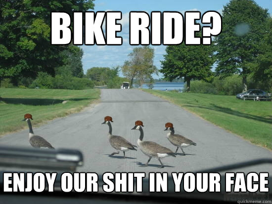 Bike Ride? enjoy our shit in your face  Scumbag Geese