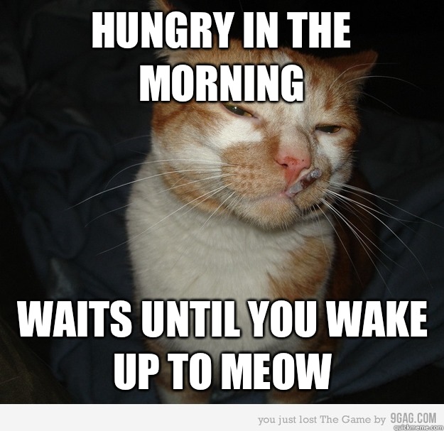 Hungry in the morning Waits until you wake up to meow  Good Cat Greg