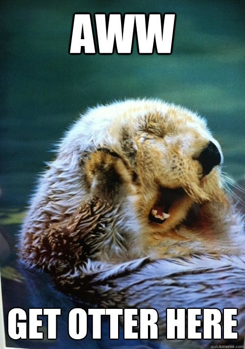Aww Get otter here  