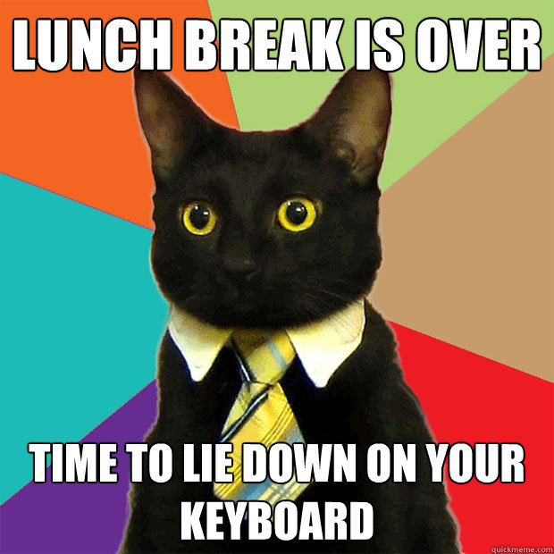 Lunch break is over Time to lie down on your keyboard - Lunch break is over Time to lie down on your keyboard  Business Cat