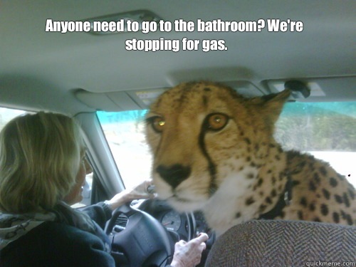 Anyone need to go to the bathroom? We're stopping for gas.  Chill Cheetah