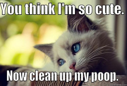 YOU THINK I'M SO CUTE.  NOW CLEAN UP MY POOP. First World Problems Cat