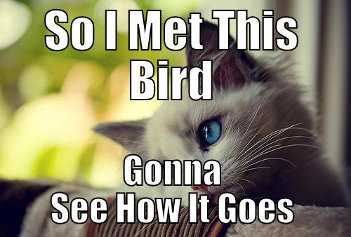 SO I MET THIS BIRD GONNA SEE HOW IT GOES First World Problems Cat