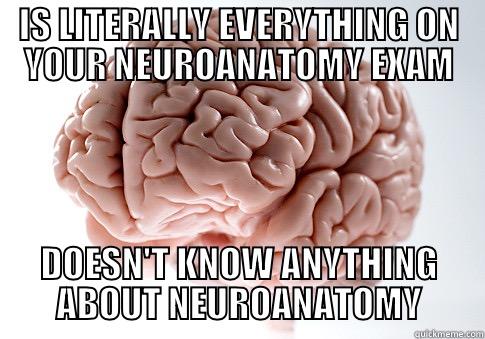Neuroanatomy Problems - IS LITERALLY EVERYTHING ON YOUR NEUROANATOMY EXAM DOESN'T KNOW ANYTHING ABOUT NEUROANATOMY Scumbag Brain