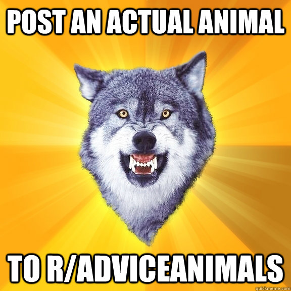 post an actual animal to r/adviceanimals  Courage Wolf