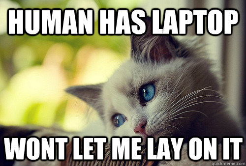 Human has laptop wont let me lay on it - Human has laptop wont let me lay on it  First World Cat Problems