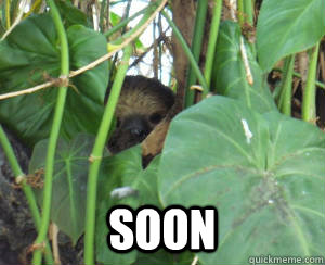 SOON  sloth soon