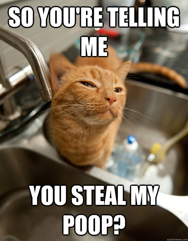 So you're telling me you steal my poop?  Skeptical cat