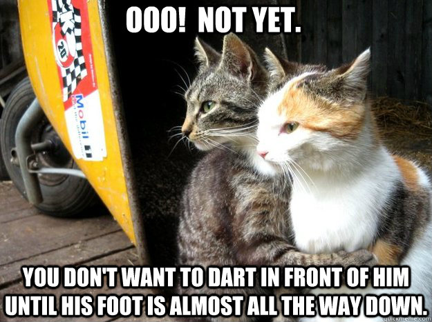 ooo!  not yet. you don't want to dart in front of him until his foot is almost all the way down.  Restraining Cat