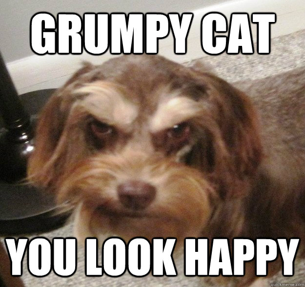 Grumpy Cat you look happy  Very Grumpy Dog