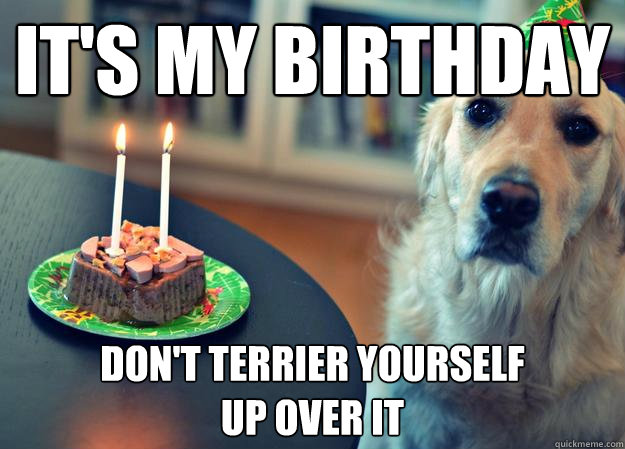 it's my birthday don't terrier yourself 
up over it  Sad Birthday Dog