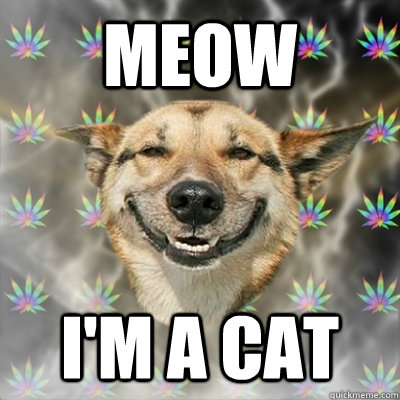 meow  i'm a cat  Stoner Dog
