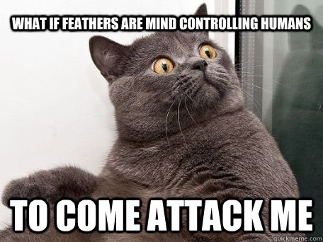 What if Feathers are mind controlling humans to come attack me - What if Feathers are mind controlling humans to come attack me  conspiracy cat