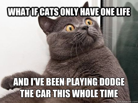 what if cats only have one life and i've been playing dodge the car this whole time - what if cats only have one life and i've been playing dodge the car this whole time  conspiracy cat