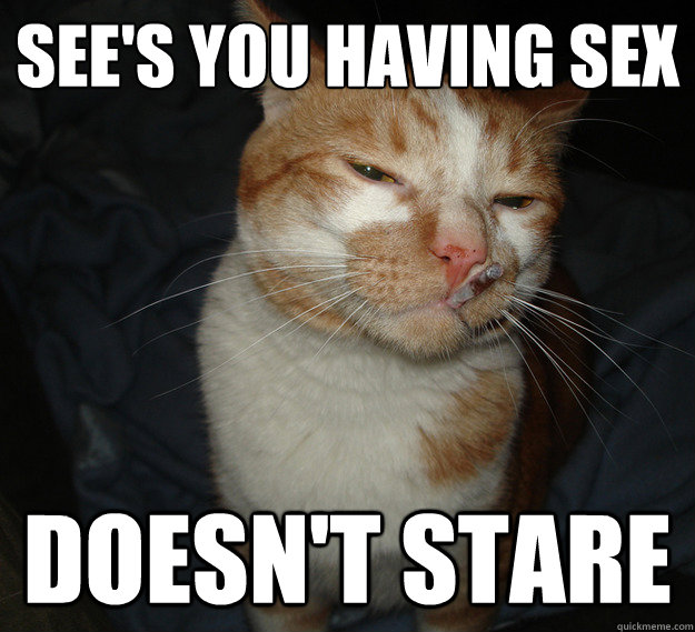See's you having sex Doesn't Stare - See's you having sex Doesn't Stare  Good Guy Cat