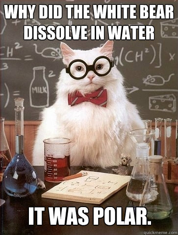 Why did the white bear dissolve in water it was polar. - Why did the white bear dissolve in water it was polar.  Chemistry Cat