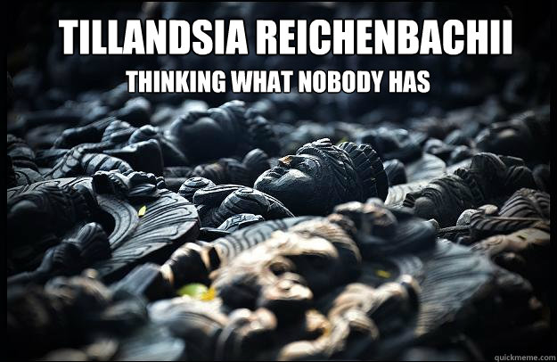 Tillandsia reichenbachii thinking what nobody has thought - Tillandsia reichenbachii thinking what nobody has thought  Misc