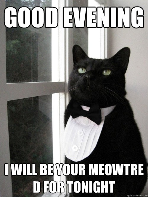 Good evening I will be your Meowtre D for tonight - Good evening I will be your Meowtre D for tonight  Formal Cat